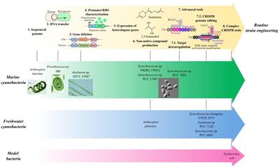 Synthetic biology in marine cyanobacteria: Advances and challenges